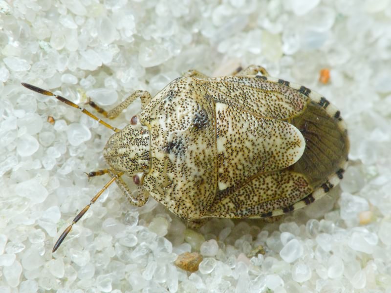 Staria lunata (Hahn, 1835)